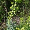 Euphorbia characias -- Palisadenwolfsmilch